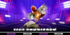 Đá Gà Cựa Sắt – Trò Chơi Kịch Tính Và Hấp Dẫn Bậc Nhất